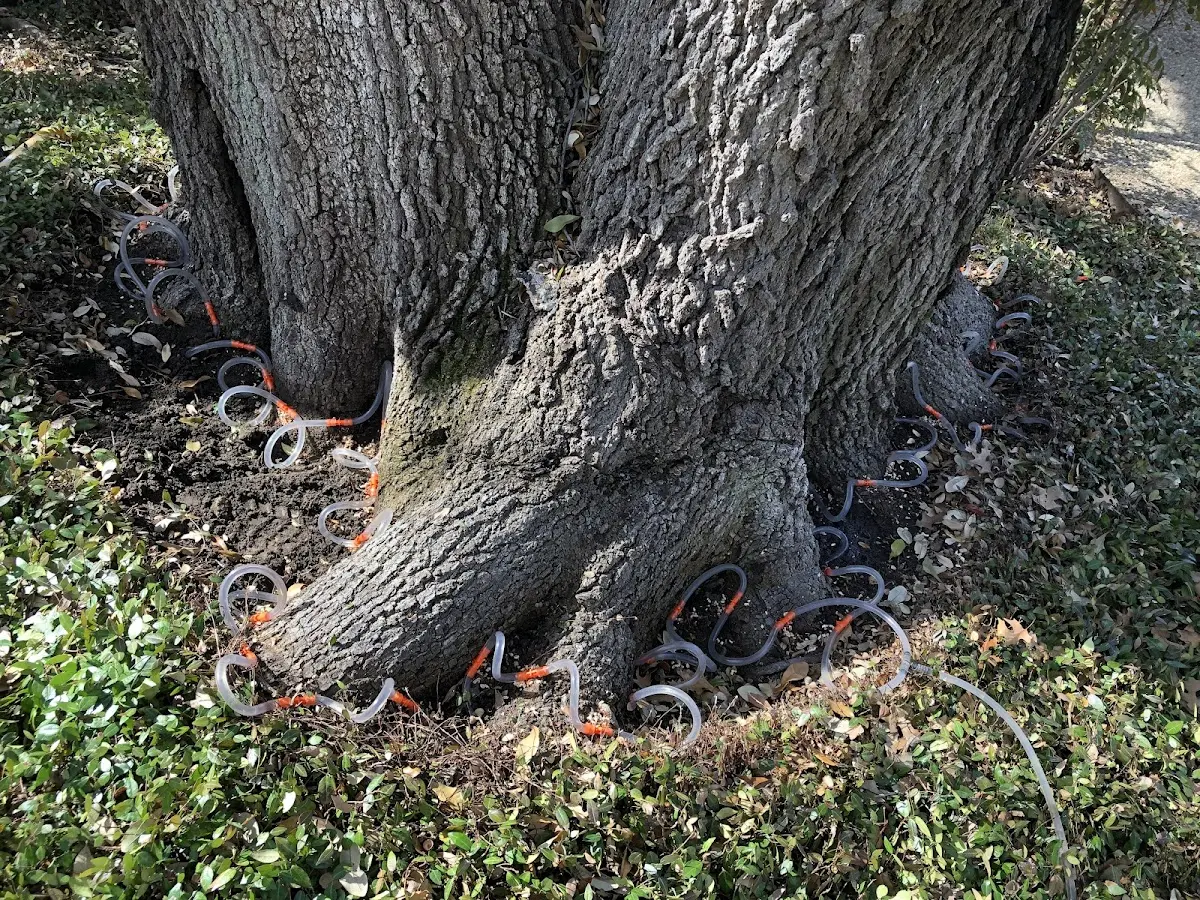Detailed Tree Cabling and Bracing job site in Glenwood Landing