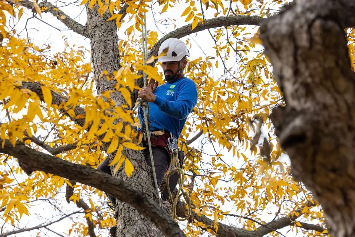 Skilled Tree Pruning crew working in Glenwood Landing