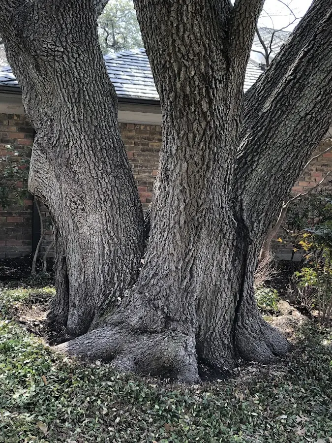 Mature heritage tree close to a Glenwood Landing property cared for by certified arborists